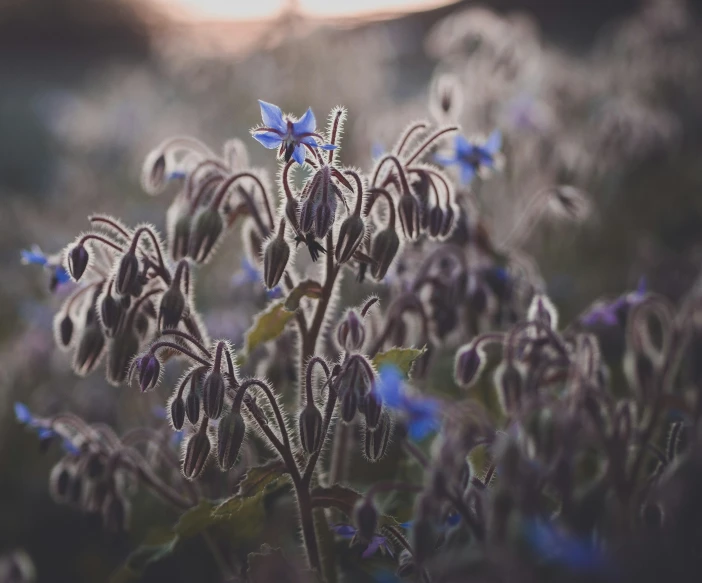 a group of flowers that are in the grass