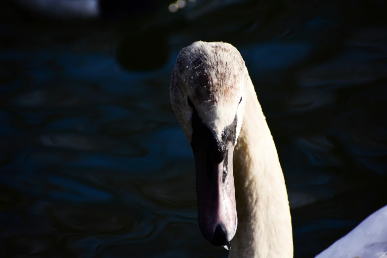 a swan standing in water with it's neck up