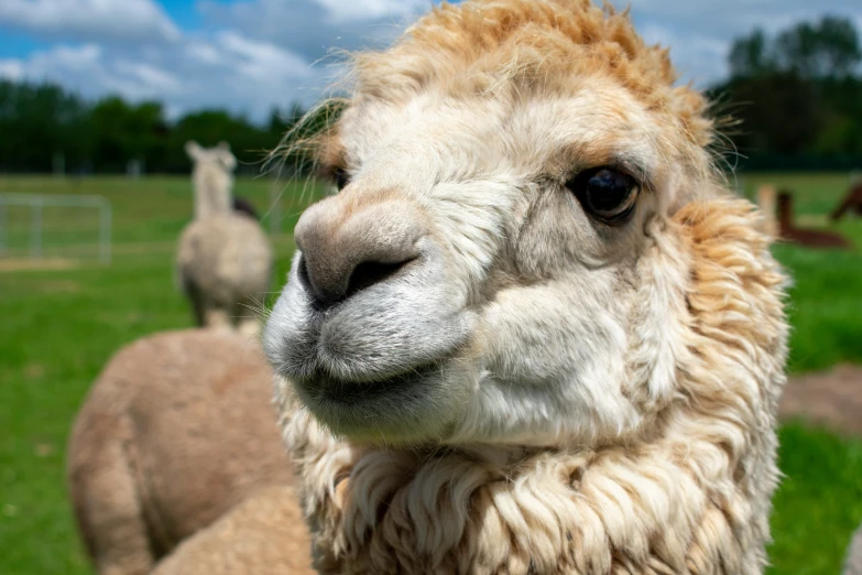 a llama is standing in a field with sheep