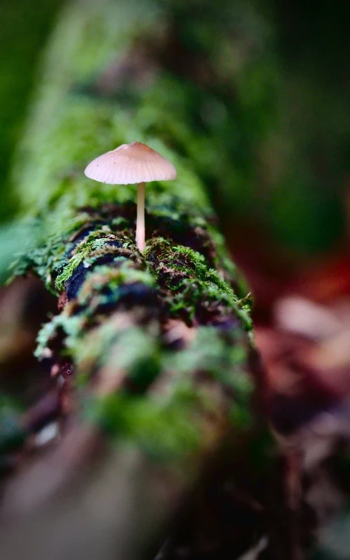 there is a small mushroom growing from the green moss