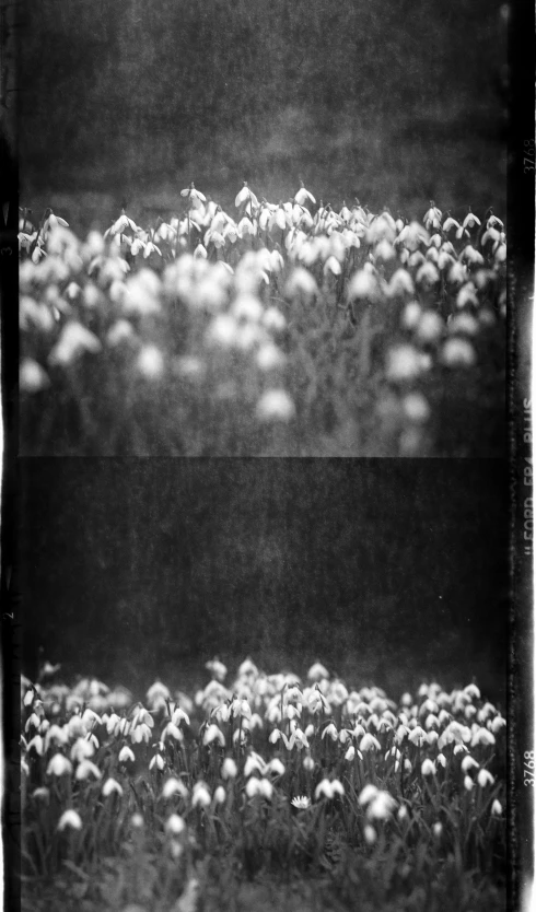 black and white pograph of a field of flowers