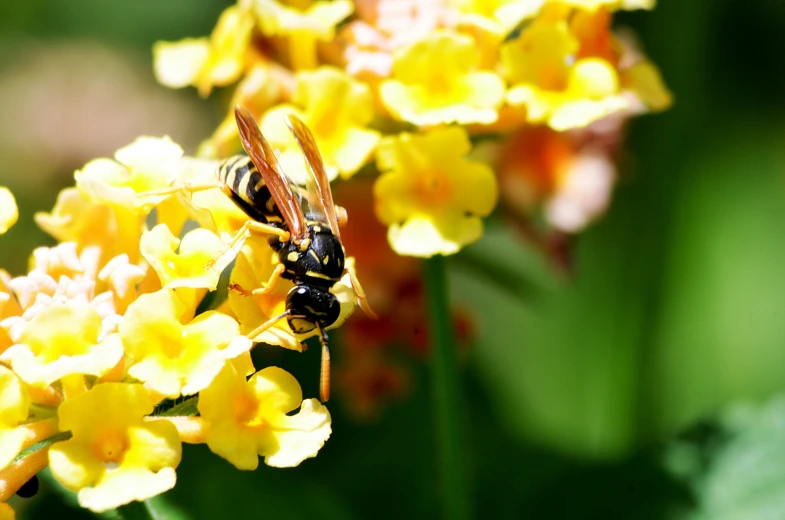 a close up of a bee on some flowers