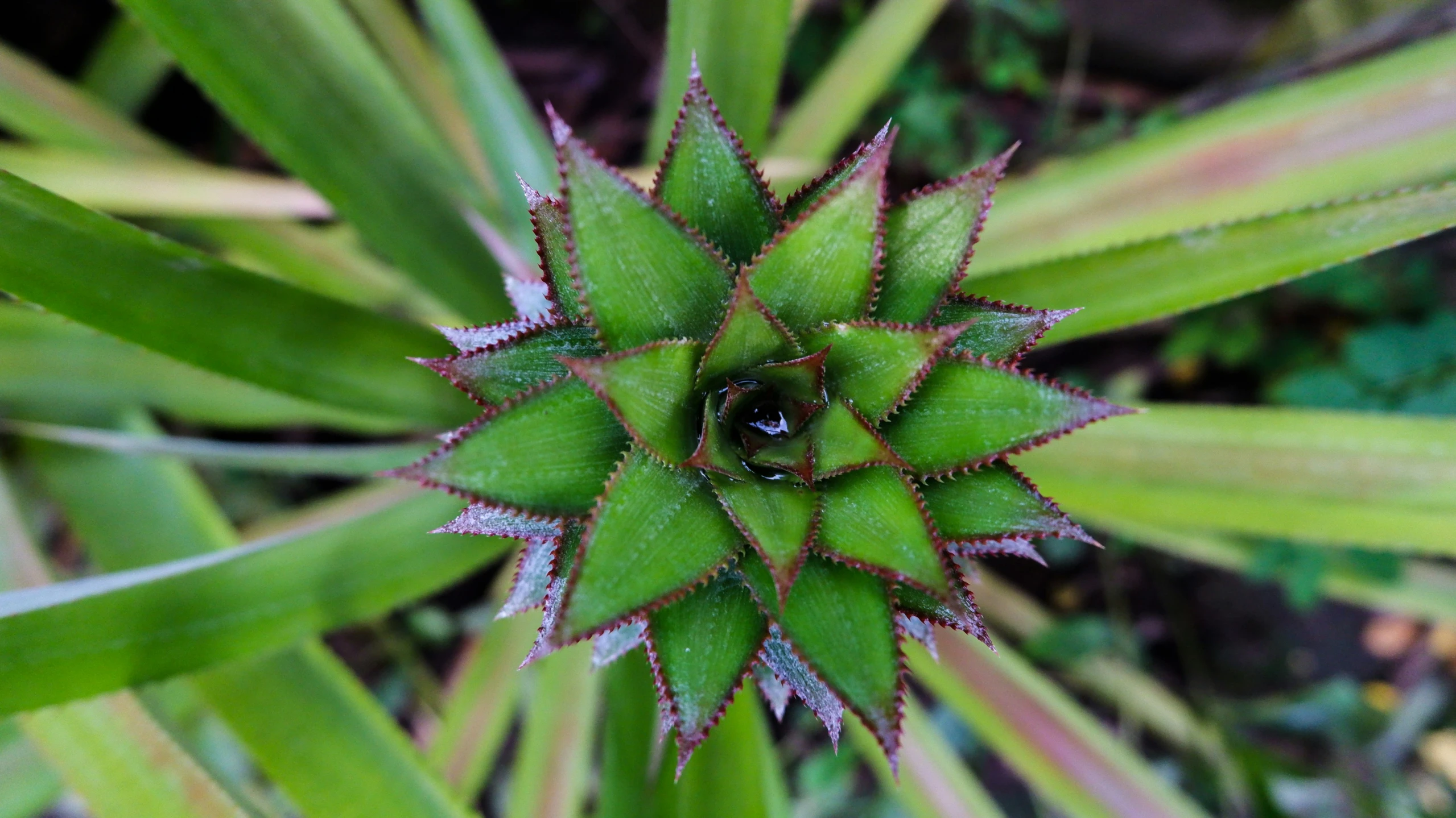 an extreme close up of the inside of a small plant