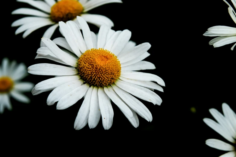 an image of a group of flowers in the night