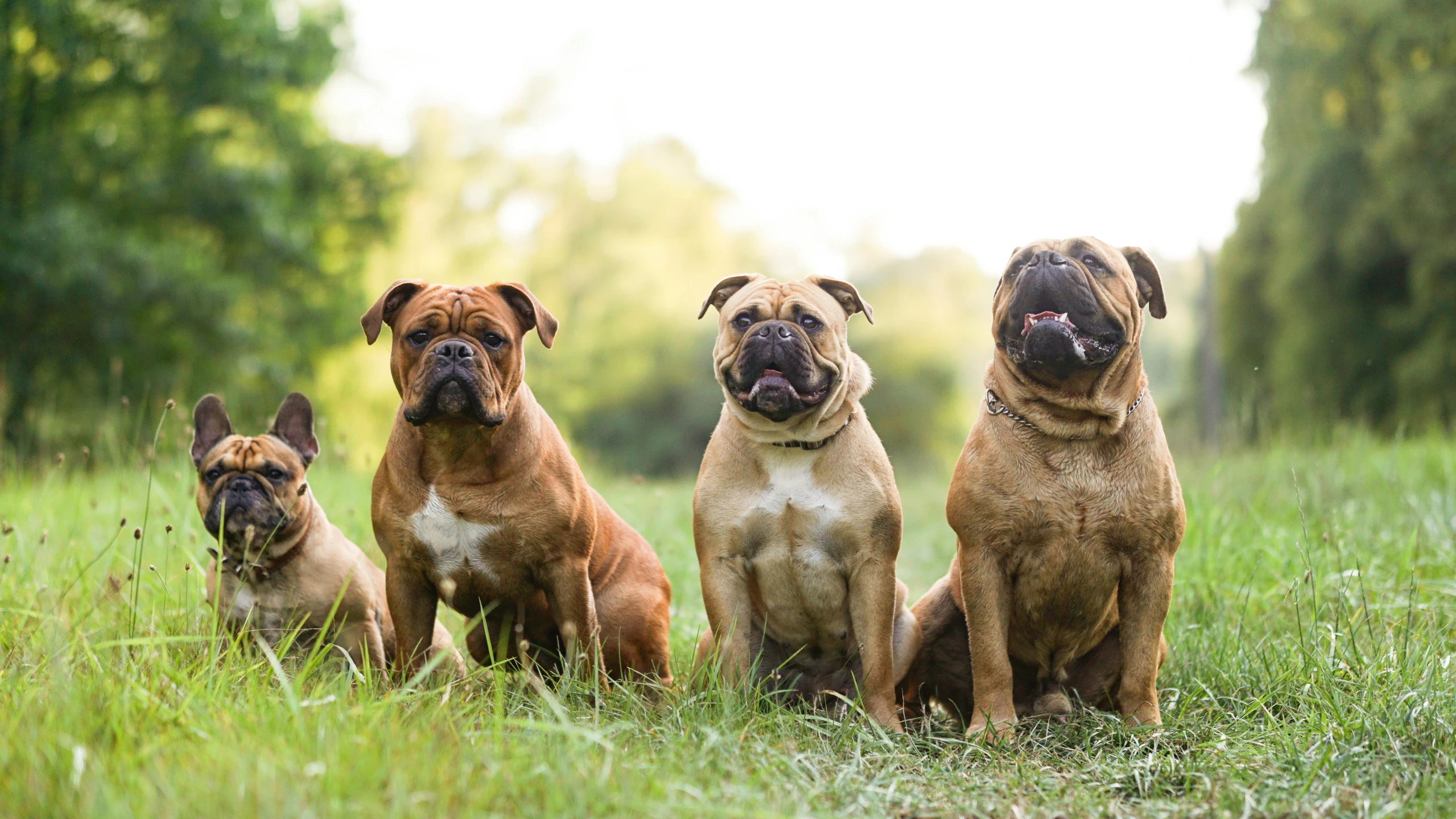 four dogs that are sitting on some grass