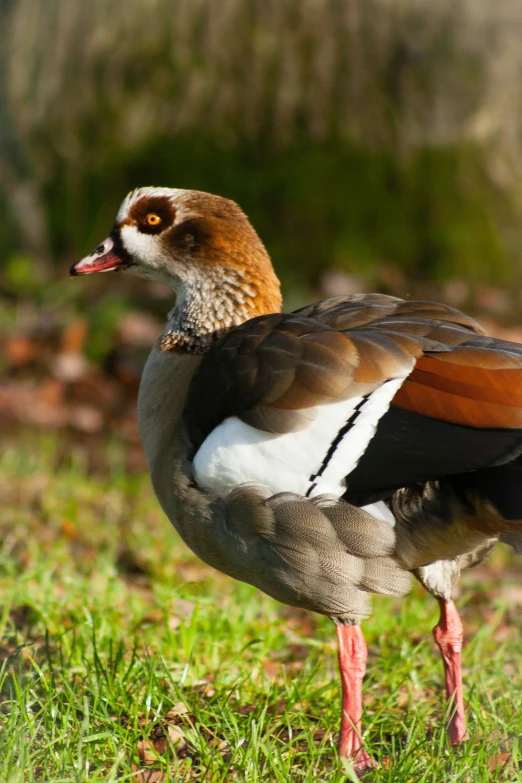 a close up of a bird with a black, white and orange bill