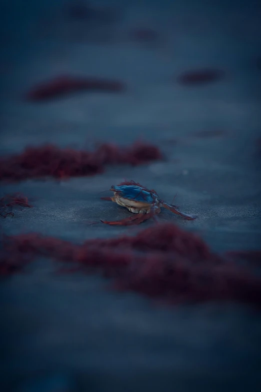 a crab is laying on the beach water