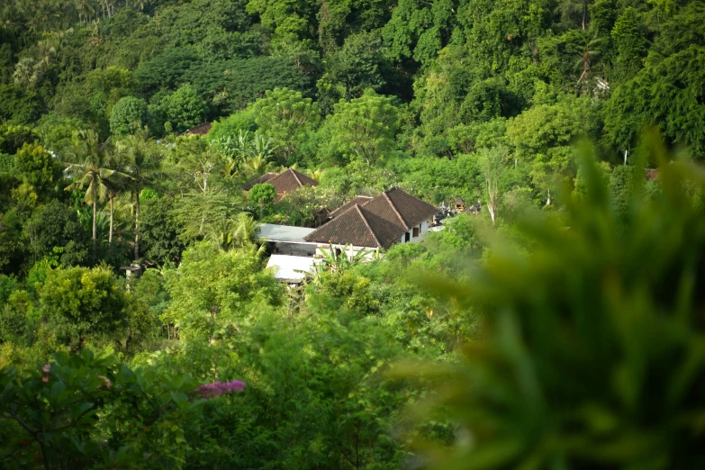 a view from the top of a hill in the jungle