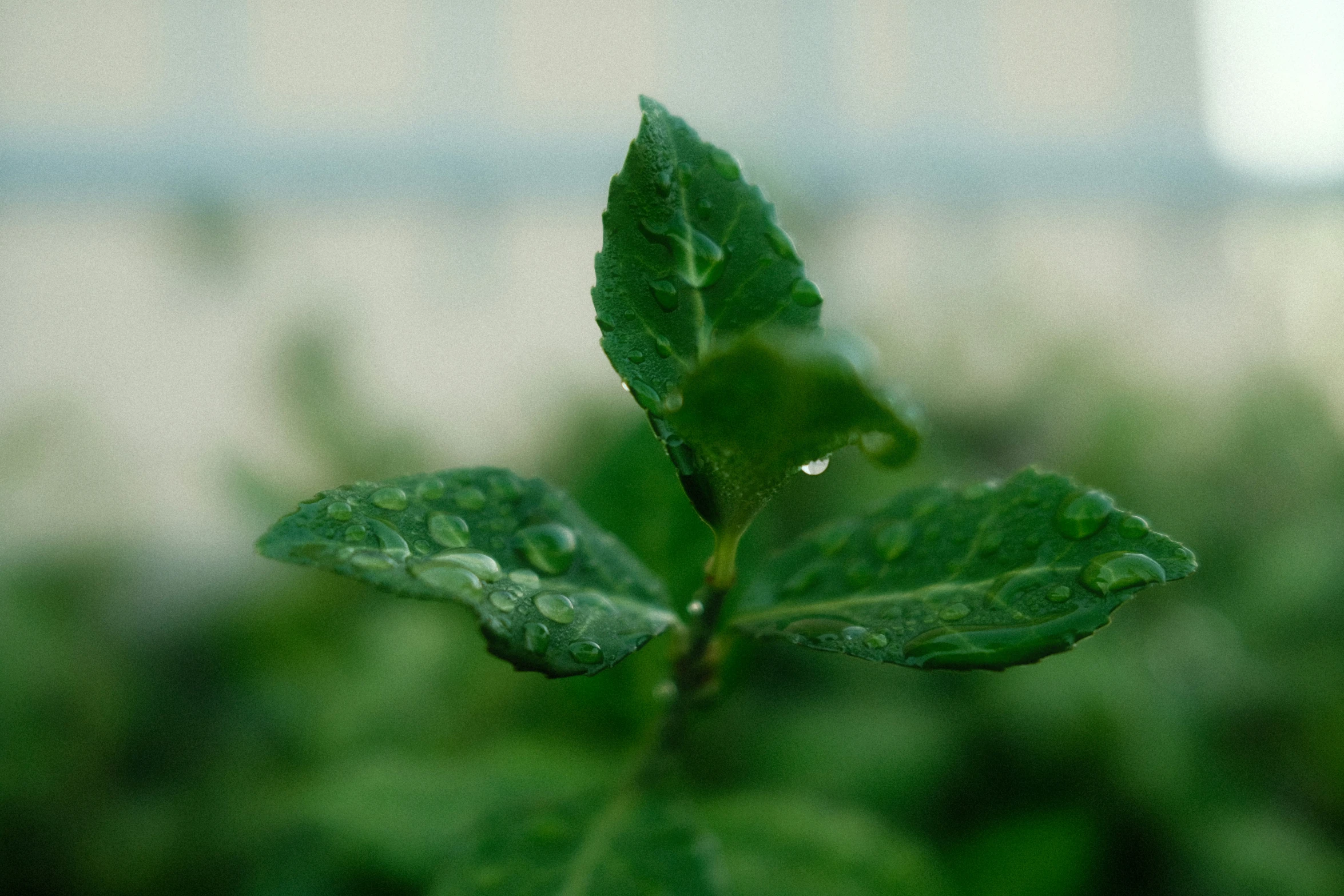 small green plant with rain drops on it