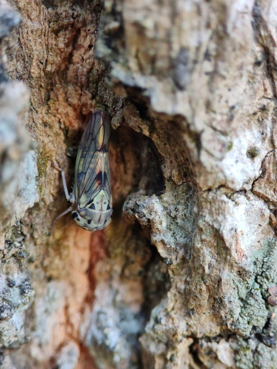 a close up of a bug on the bark of a tree