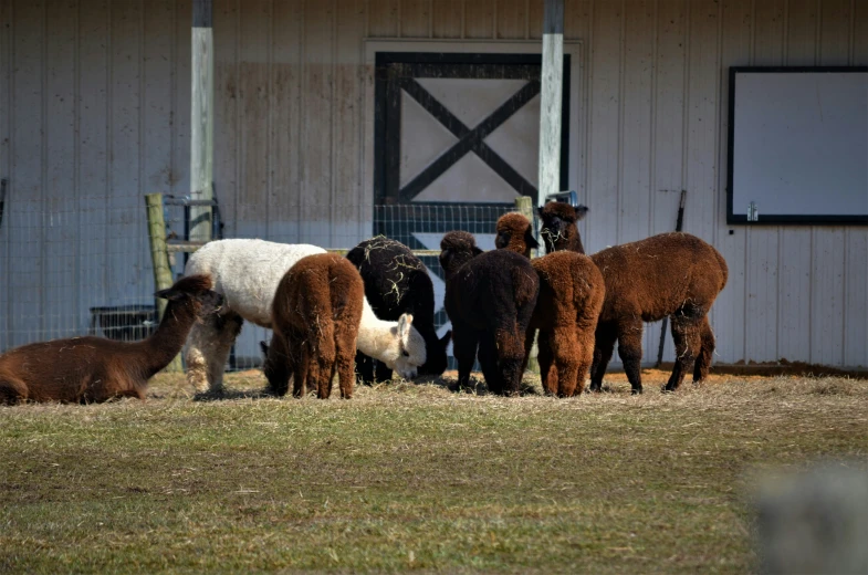 a group of animals grazing on grass in front of a barn