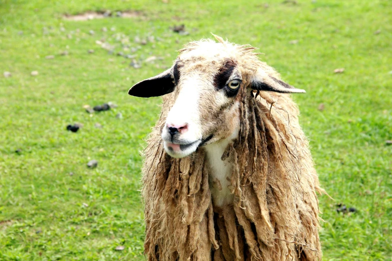 an ewe looks at the camera in a field
