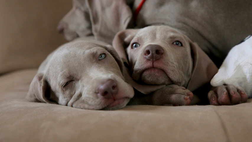 two cute dogs are laying on the sofa