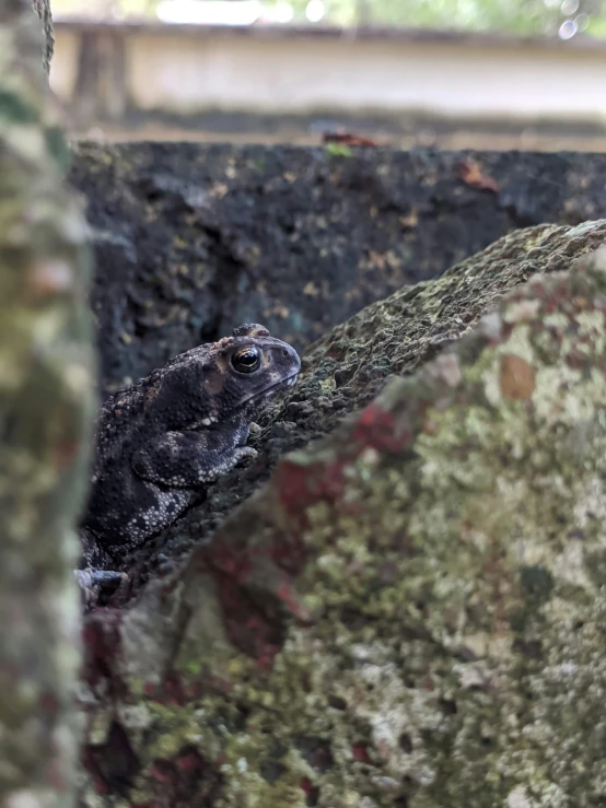 a small frog is peering out from behind the mossy rock