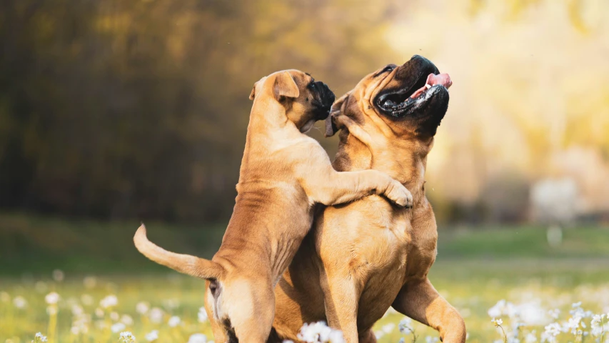 two dogs are fighting in a field of flowers