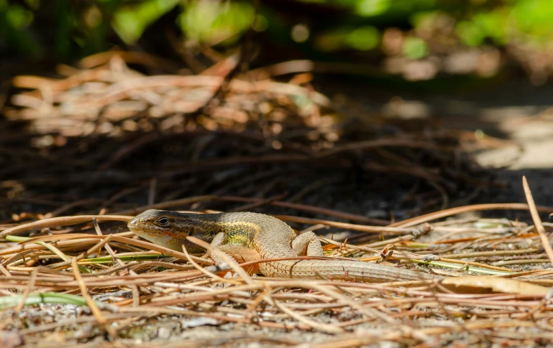 a small brown and yellow lizard laying on the ground