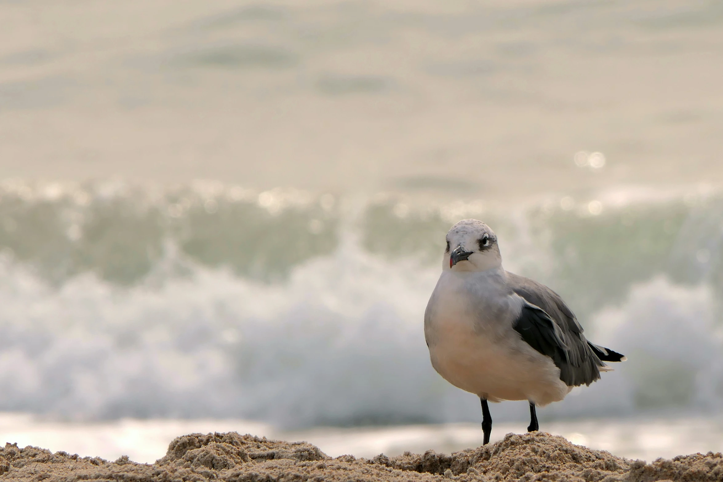 a seagull perched on the sand by a wave in the ocean