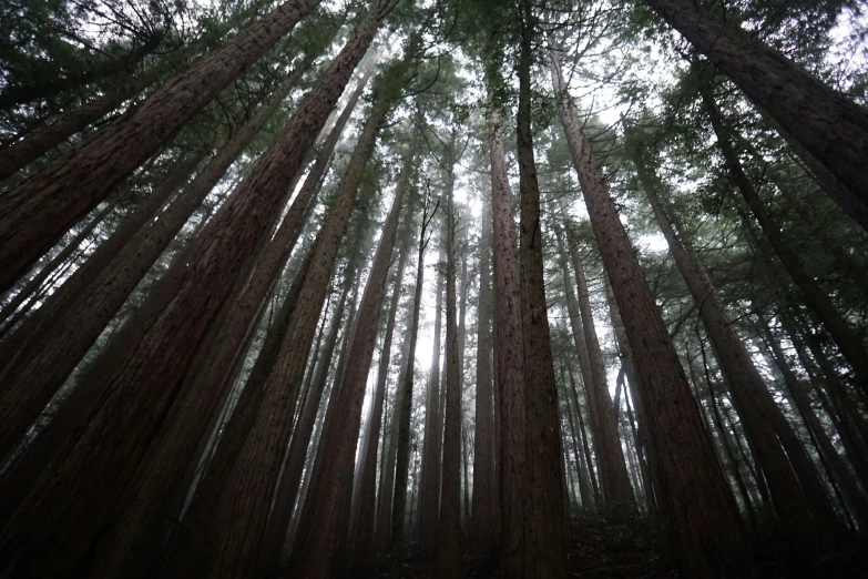 tall trees are seen against the sky in a forested area