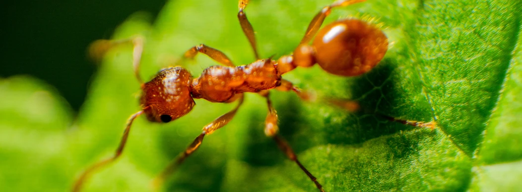 a close up view of two bugs crawling on a green leaf