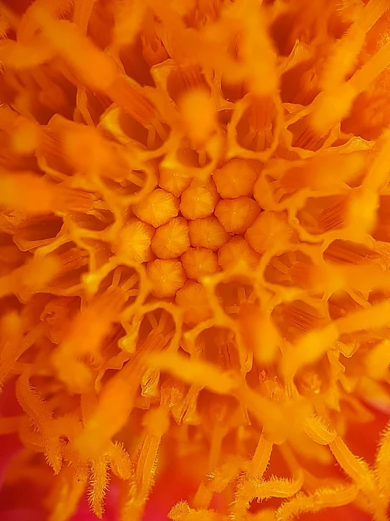 the center section of a yellow flower with a red stem