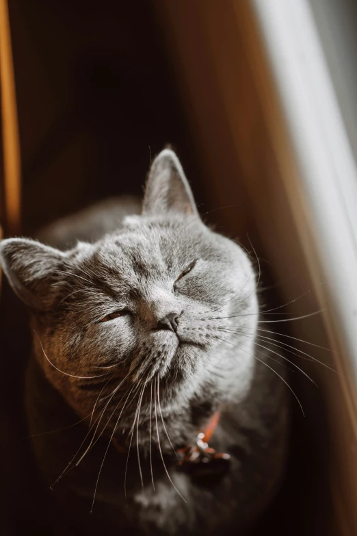 a grey cat sleeping with its eyes closed on a chair