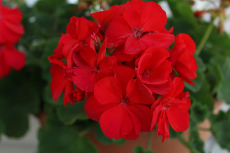 some red flowers are growing in a pot