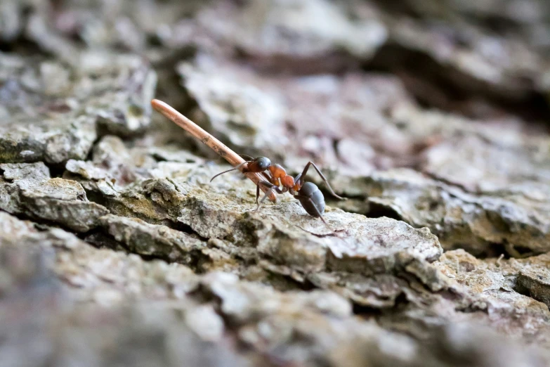 a small orange insect is standing on the rock