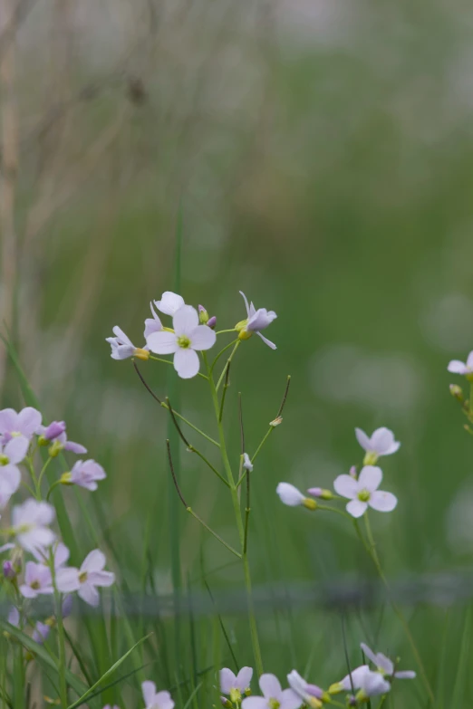 white flowers in the grass near a wire fence