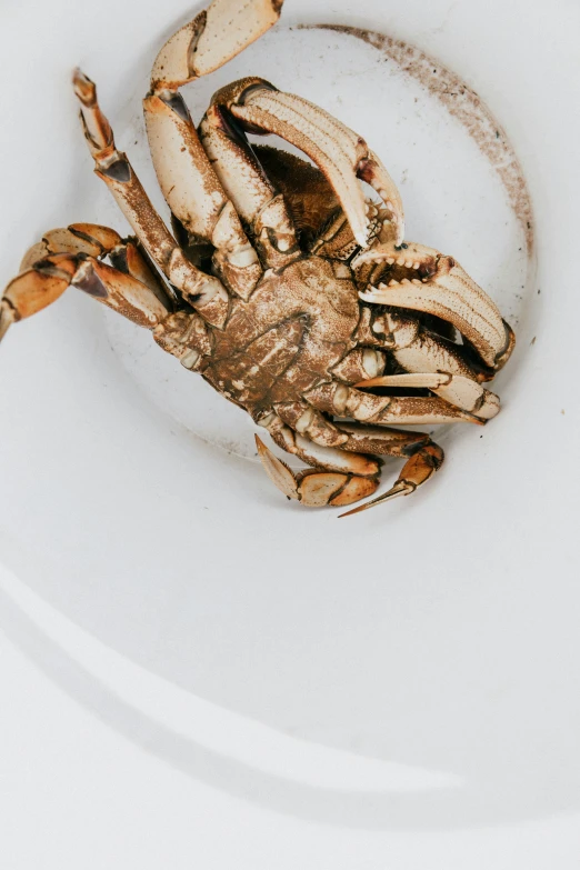 a crab is sitting on a plate, its paws are in the water