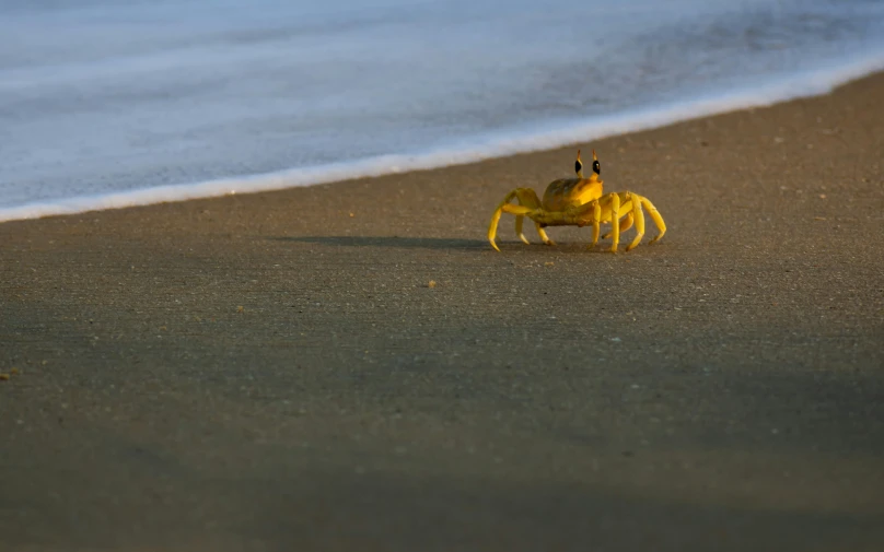 a yellow crab with one foot up on a beach