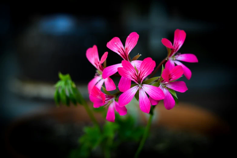 pink flower stems in brown pot with blurry background