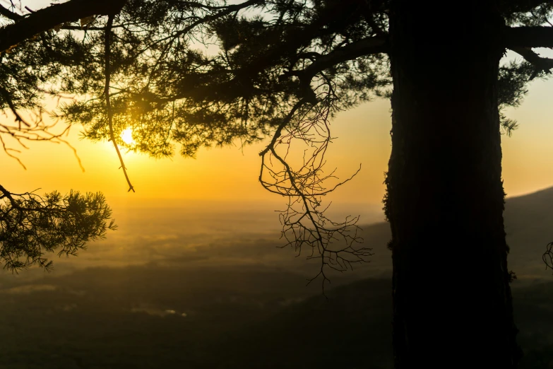 the sun setting through trees with no leaves