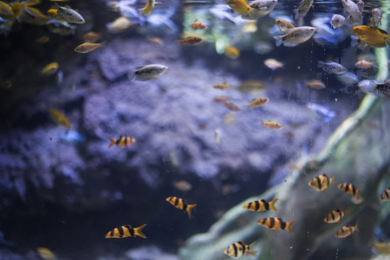 various colorful tropical fish swim around in an aquarium