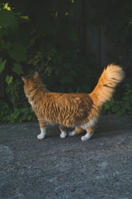 a cat is standing in front of some bushes