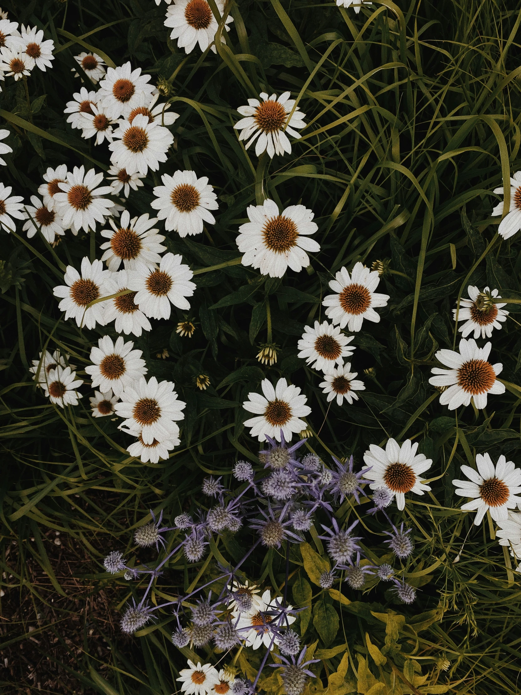 some white and brown flowers are in a field