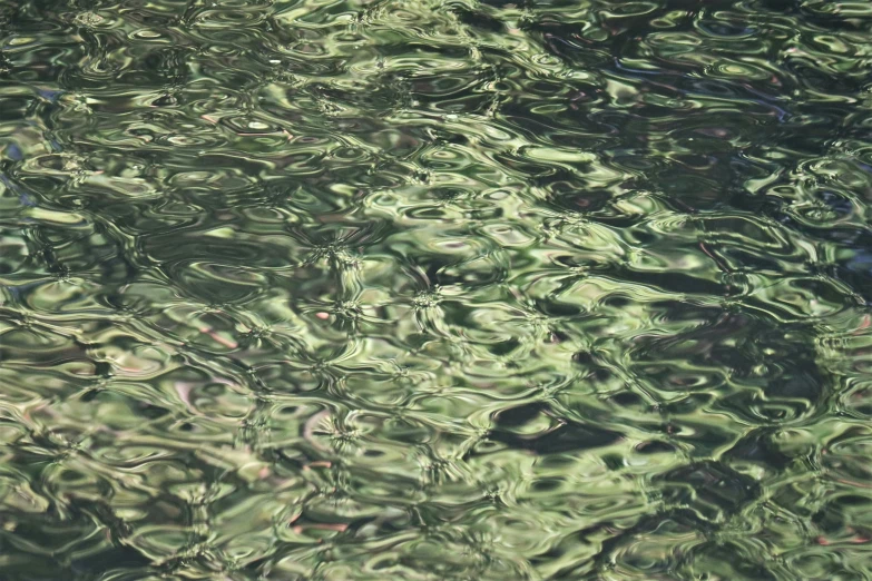 a black dog swimming in the water with his head above water