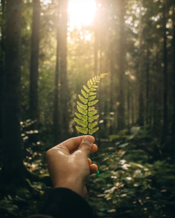 a hand holds the top of a small fern in a forest