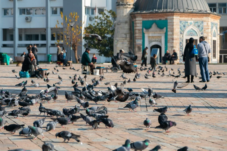 a big group of pigeons sitting on the ground near some people