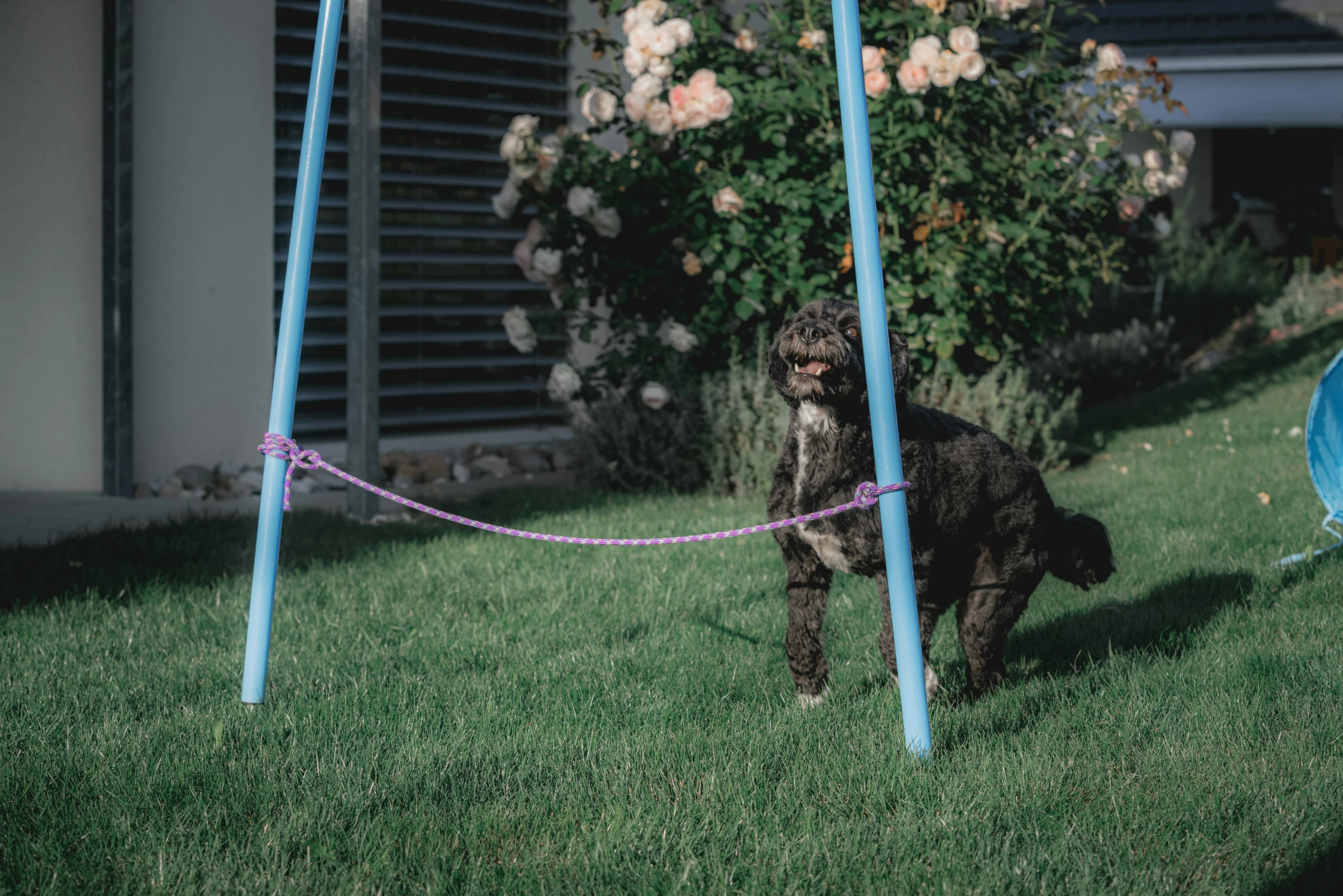 a dog with some blue poles and grass