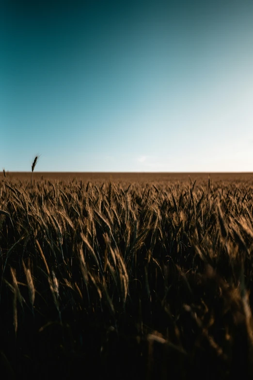 two bird fly across an open field in the sun