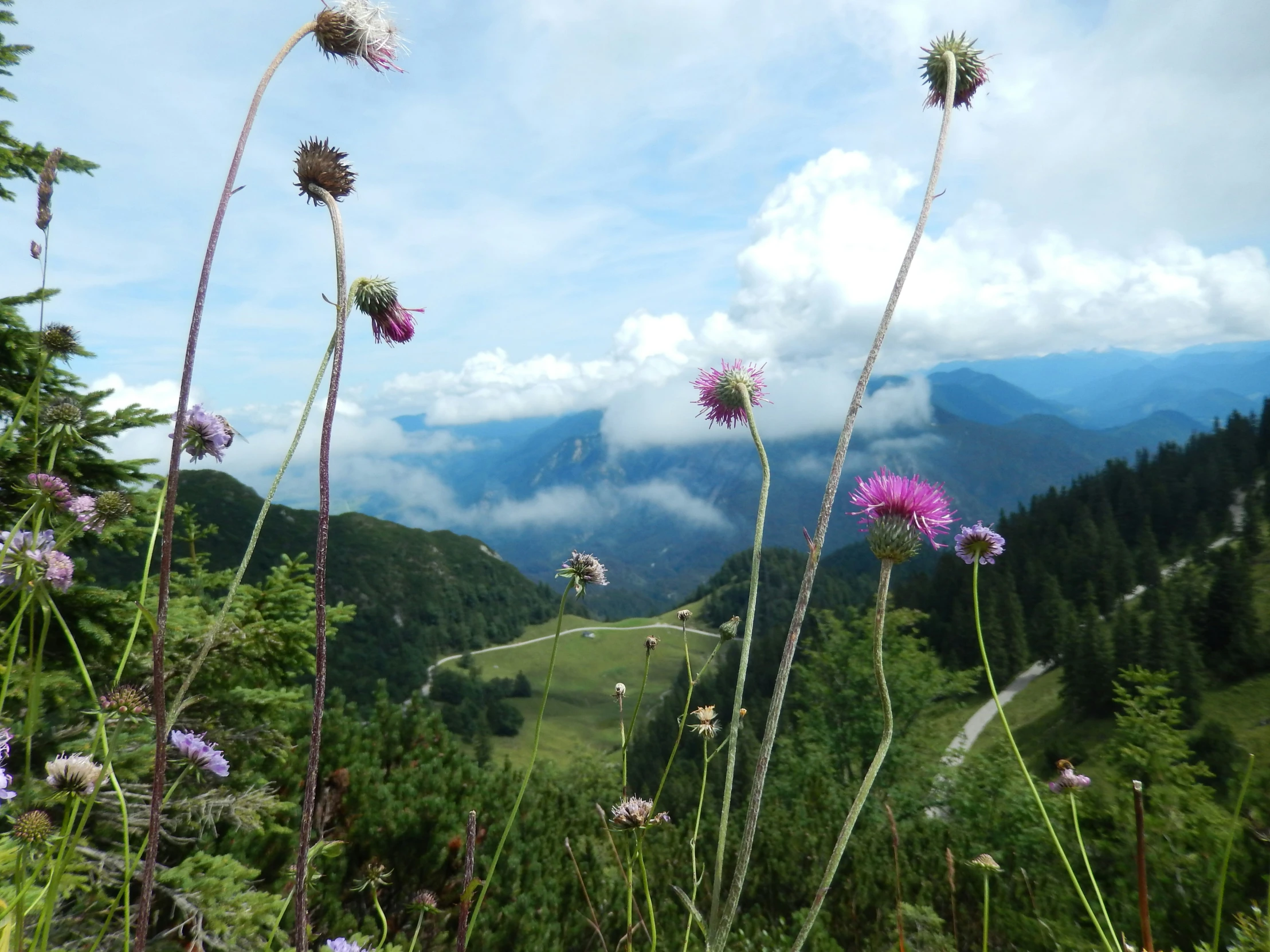 a wildflower grows above a grassy meadow in the mountains