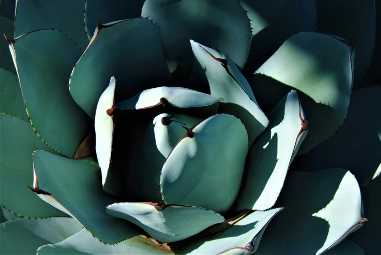 a large green leafy plant with lots of leaves