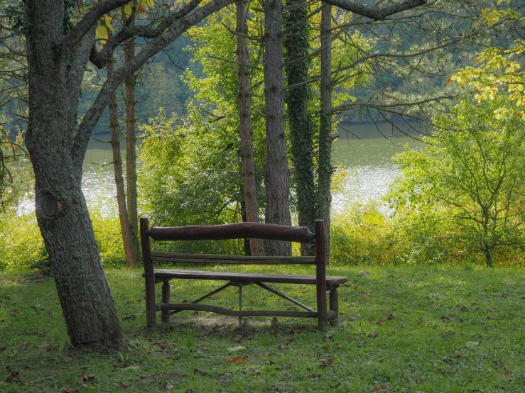 bench near a tree at the edge of a lake