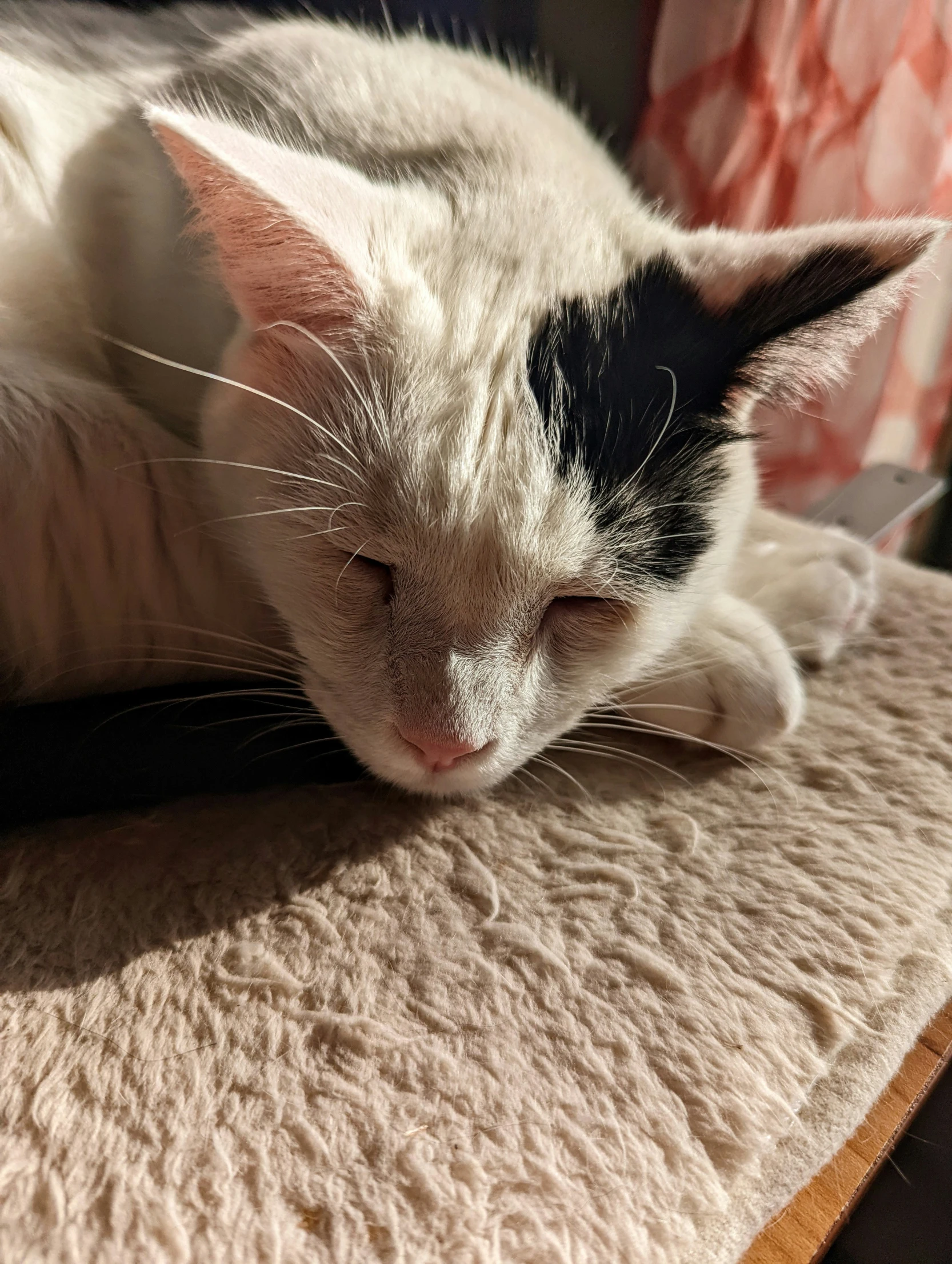 a white and black cat resting on a pillow