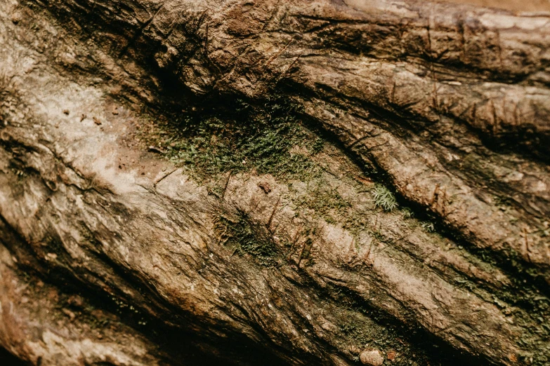 closeup of the bark of a tree with green moss on it