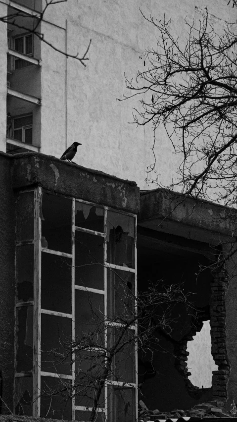 a bird is perched on top of the ledge of a destroyed building