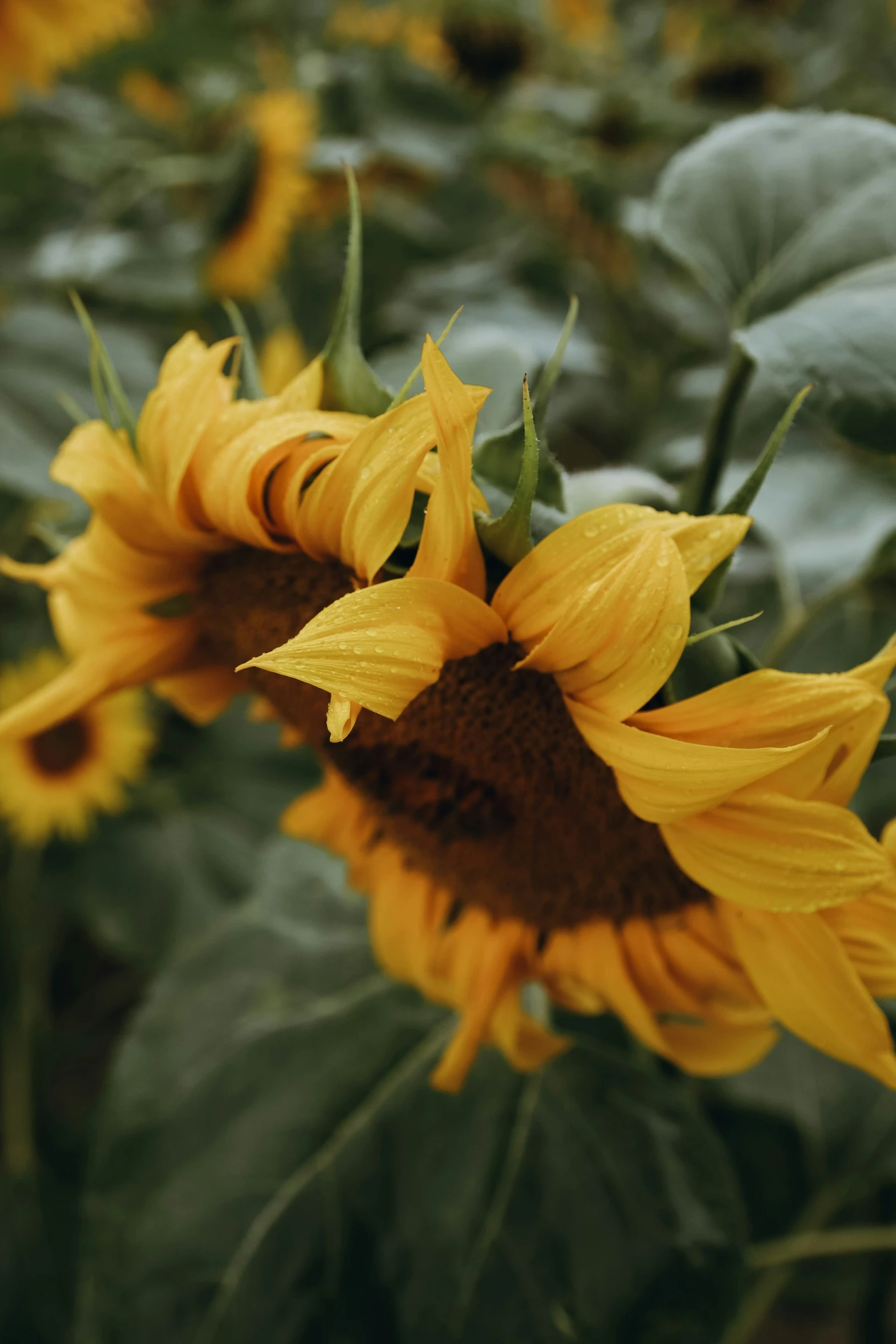 large sunflower with leaves and buds in field