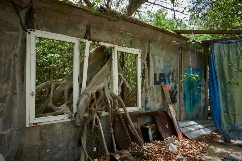 a tree is sticking out from the corner of an old building