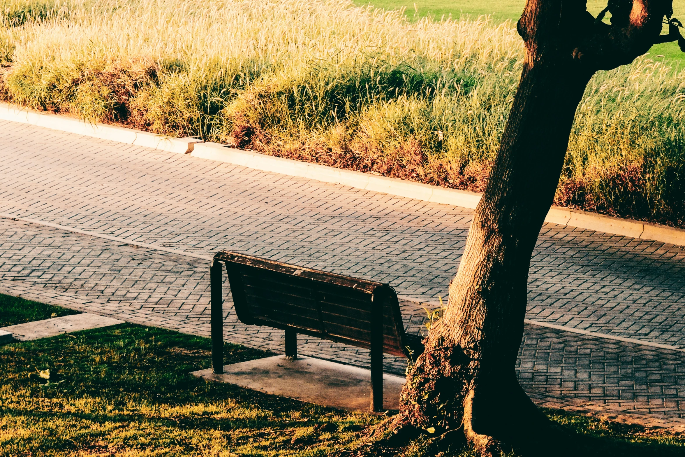 an empty bench next to a large tree on the side of a street