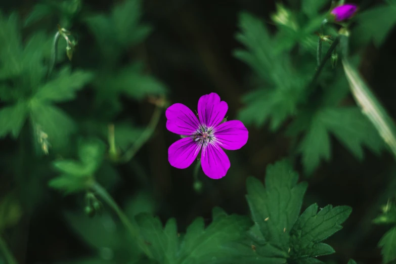 the purple flowers are starting to bloom